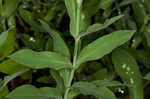 Balkan catchfly